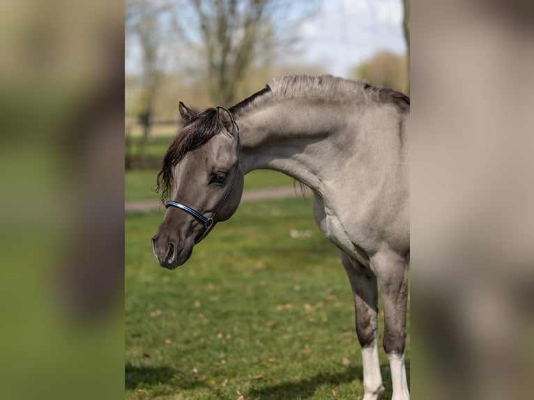American Miniature Horse Hengst 8 Jahre 105 cm Grullo in Houthalen-Helchteren