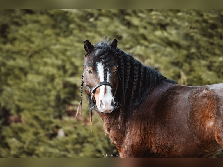 American Miniature Horse Hengst 8 Jahre 80 cm Brauner in Ornacieux