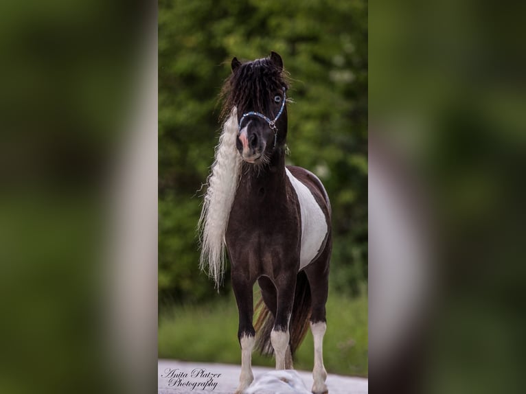 American Miniature Horse Hengst 8 Jahre 83 cm Schecke in Neukirchen am Großvenediger