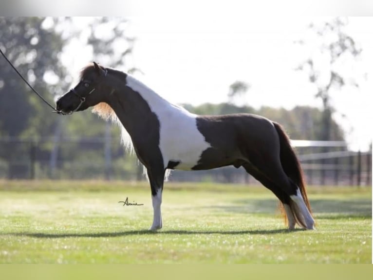 American Miniature Horse Hengst 8 Jahre 83 cm Schecke in Neukirchen am Großvenediger