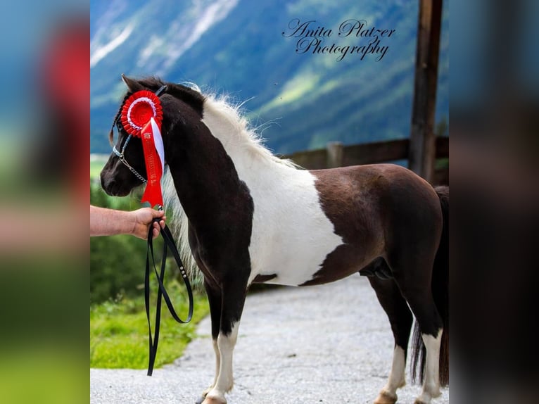 American Miniature Horse Hengst 8 Jahre 83 cm Schecke in Neukirchen am Großvenediger