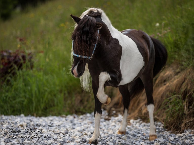 American Miniature Horse Hengst 8 Jahre 83 cm Schecke in Neukirchen am Großvenediger