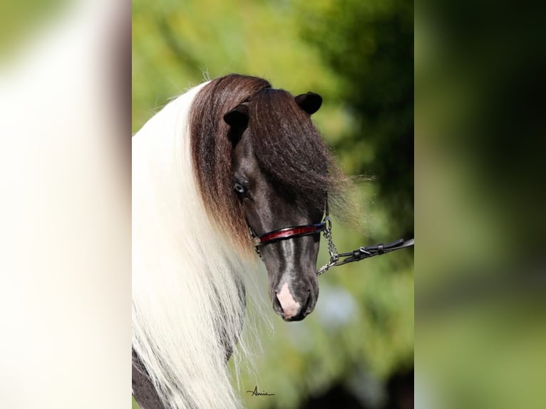 American Miniature Horse Hengst 8 Jahre 83 cm Schecke in Neukirchen am Großvenediger