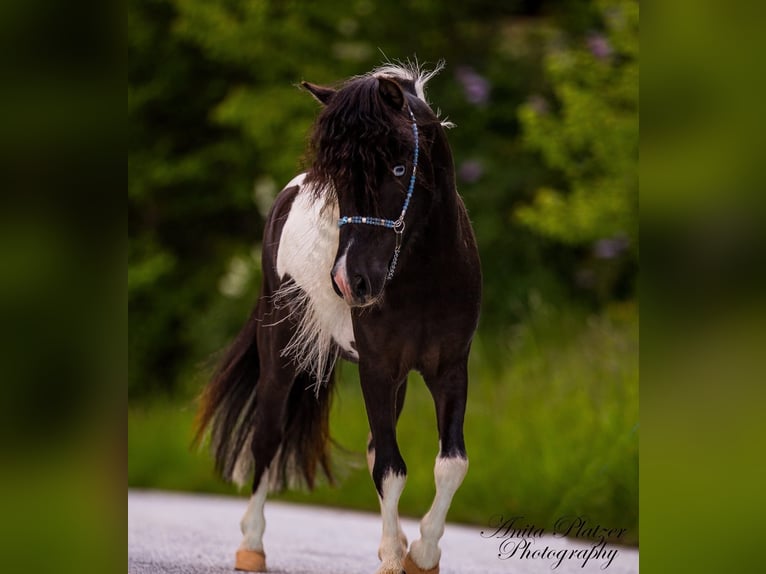 American Miniature Horse Hengst 8 Jahre 83 cm Schecke in Neukirchen am Großvenediger