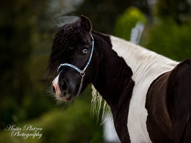 American Miniature Horse Hengst 8 Jahre 83 cm Schecke in Neukirchen am Großvenediger