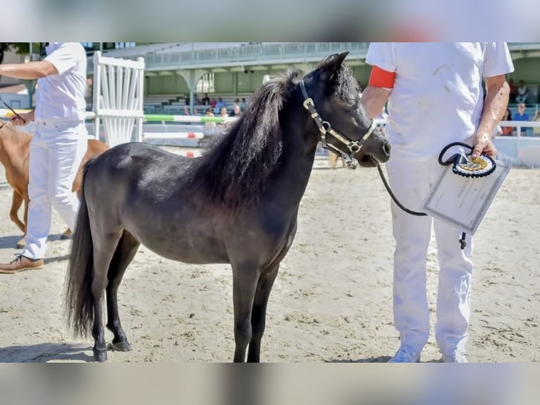 American Miniature Horse Hengst 8 Jahre 86 cm Rappe in Wagenfeld