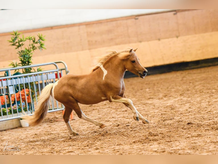 American Miniature Horse Hengst 8 Jahre 93 cm in Rader Insel