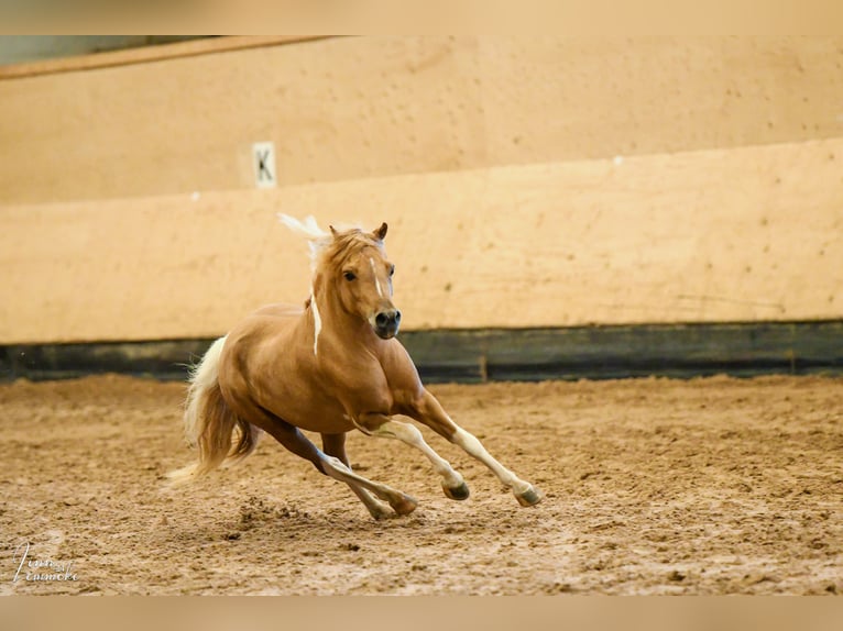 American Miniature Horse Hengst 8 Jahre 93 cm in Rader Insel