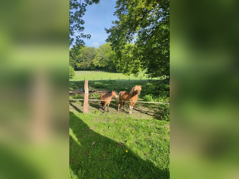 American Miniature Horse Hengst 8 Jahre 93 cm in Rader Insel