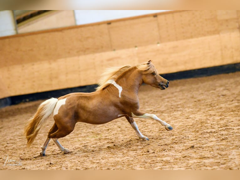 American Miniature Horse Hengst 8 Jahre 93 cm in Rader Insel