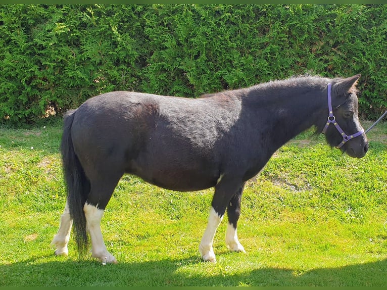 American Miniature Horse Hengst 9 Jahre 84 cm Schecke in Stallwang