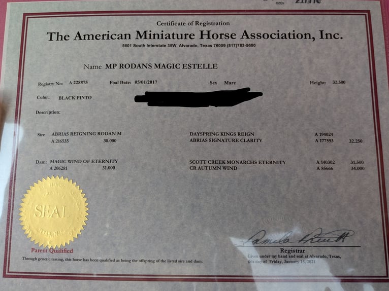 American Miniature Horse Hengst 9 Jahre 84 cm Schecke in Stallwang