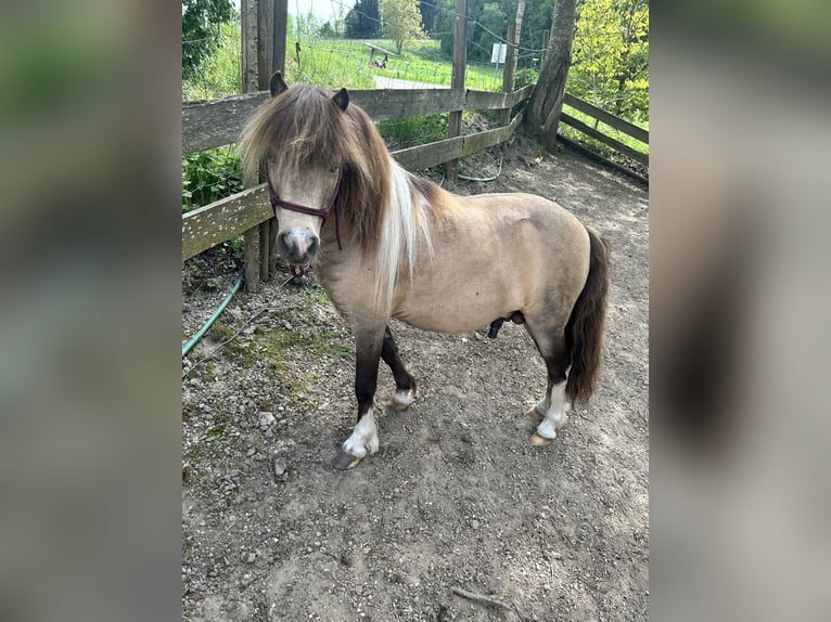 American Miniature Horse Hengst 9 Jahre 90 cm Buckskin in Bogen