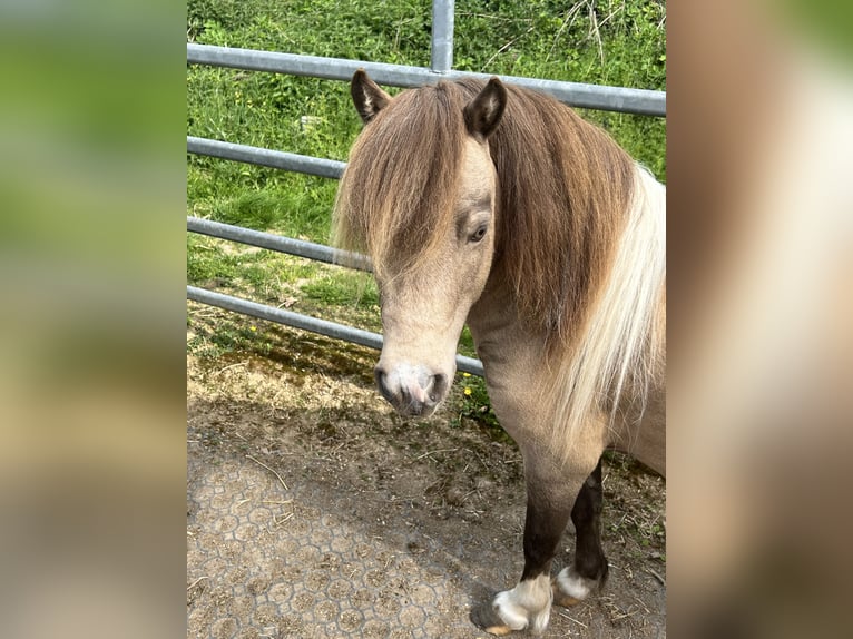 American Miniature Horse Hengst 9 Jahre 90 cm Buckskin in Bogen
