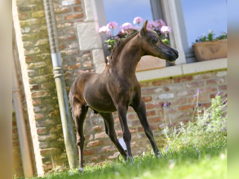 American Miniature Horse Hengst Fohlen (03/2024) 79 cm Rappe in Huldenberg