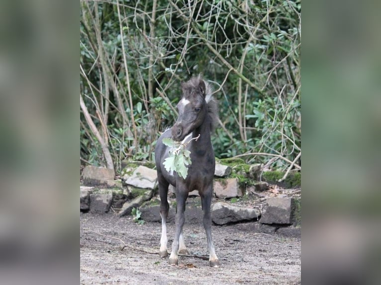 American Miniature Horse Hengst Fohlen (03/2024) 79 cm Rappe in Huldenberg