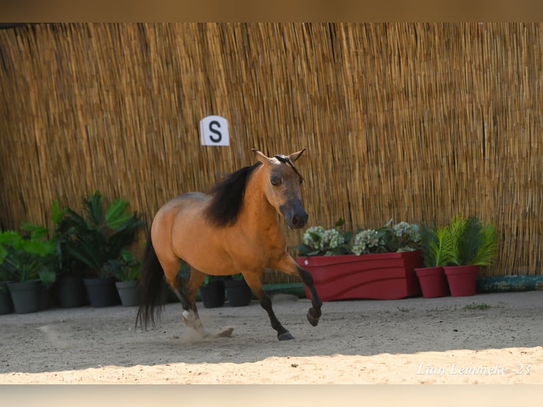 American Miniature Horse Hengst Fohlen (03/2024) 79 cm Rappe in Huldenberg