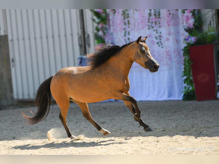 American Miniature Horse Hengst Fohlen (03/2024) 79 cm Rappe in Huldenberg