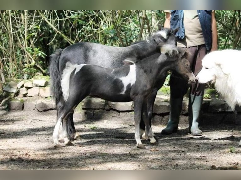 American Miniature Horse Hengst Fohlen (03/2024) 79 cm Rappe in Huldenberg