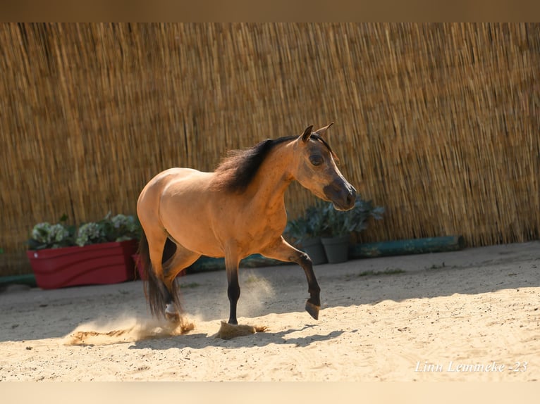 American Miniature Horse Hengst Fohlen (03/2024) 79 cm Rappe in Huldenberg