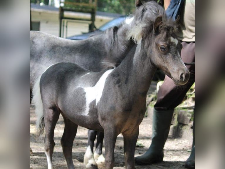 American Miniature Horse Hengst Fohlen (03/2024) 79 cm Rappe in Huldenberg