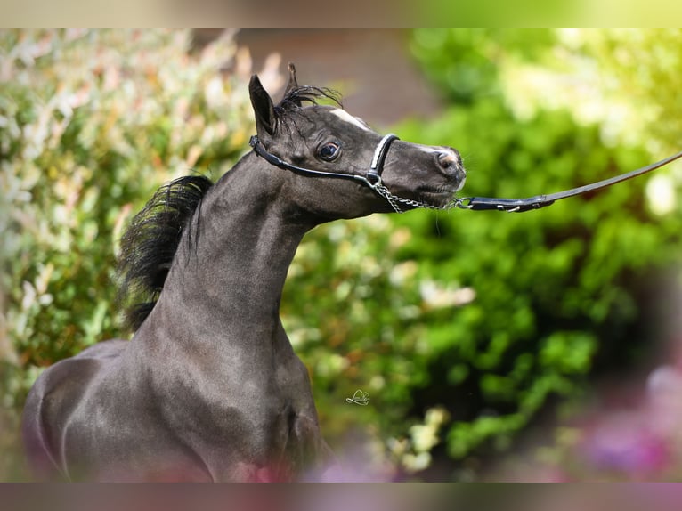 American Miniature Horse Hengst Fohlen (03/2024) 79 cm Rappe in Huldenberg