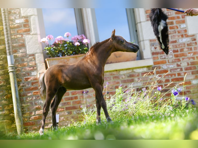 American Miniature Horse Hengst Fohlen (03/2024) 79 cm Rappe in Huldenberg