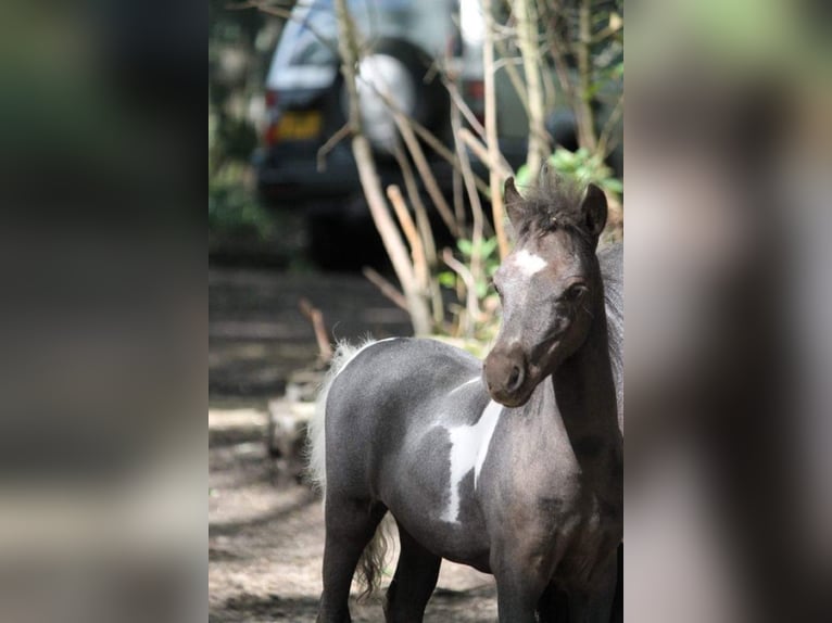 American Miniature Horse Hengst Fohlen (03/2024) 79 cm Rappe in Huldenberg