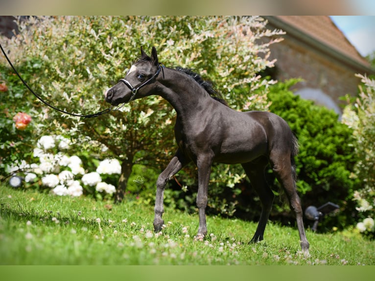 American Miniature Horse Hengst Fohlen (03/2024) 79 cm Rappe in Huldenberg