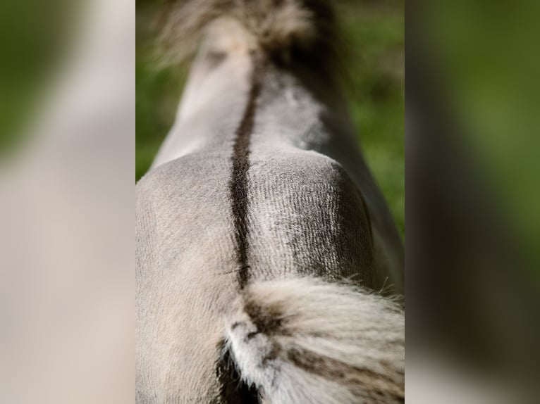 American Miniature Horse Hengst Fohlen (05/2024) 83 cm Buckskin in Tainach