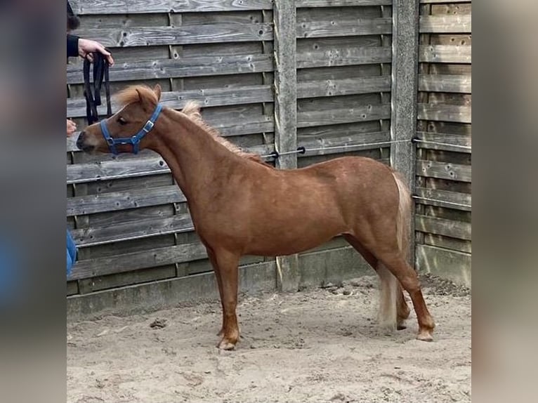 American Miniature Horse Hengst Fohlen (05/2024) 84 cm Fuchs in Geesbrug