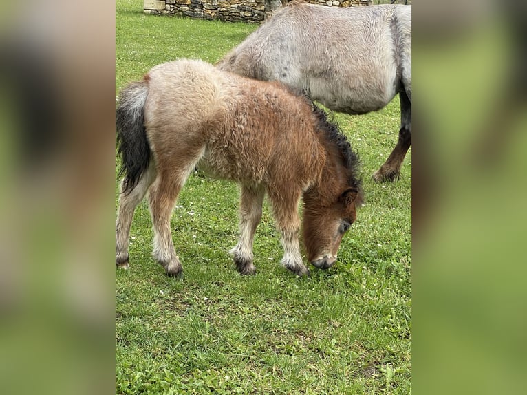 American Miniature Horse Hengst Fohlen (05/2024) 84 cm in Festalemps