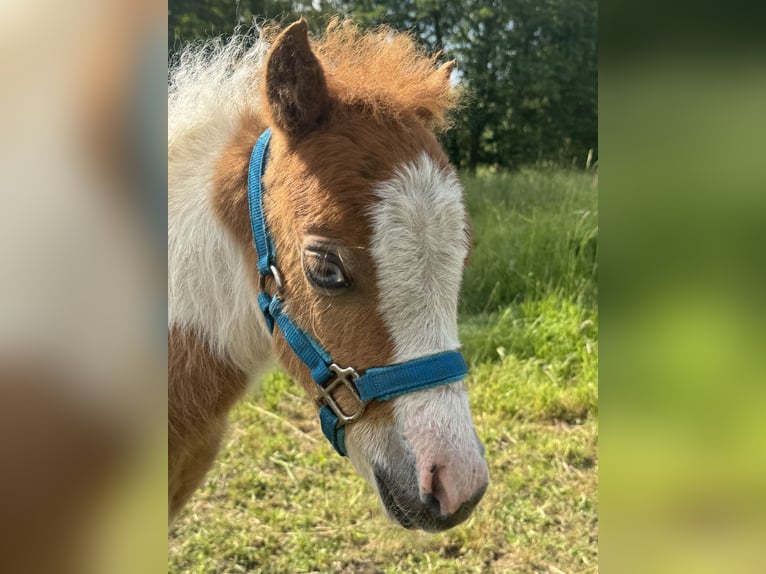 American Miniature Horse Hengst Fohlen (04/2025) 85 cm Tobiano-alle-Farben in Berenbrock
