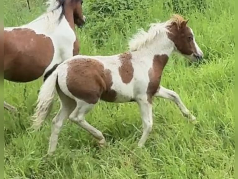 American Miniature Horse Hengst Fohlen (04/2025) 85 cm Tobiano-alle-Farben in Berenbrock