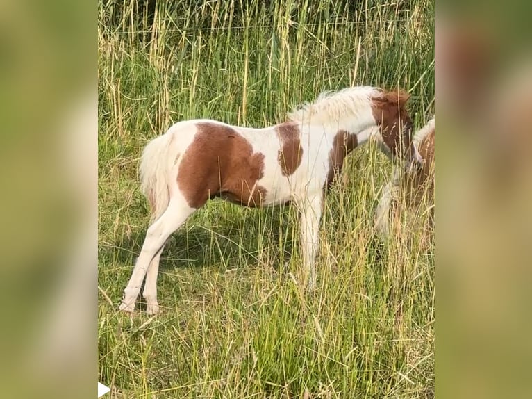 American Miniature Horse Hengst Fohlen (04/2025) 85 cm Tobiano-alle-Farben in Berenbrock