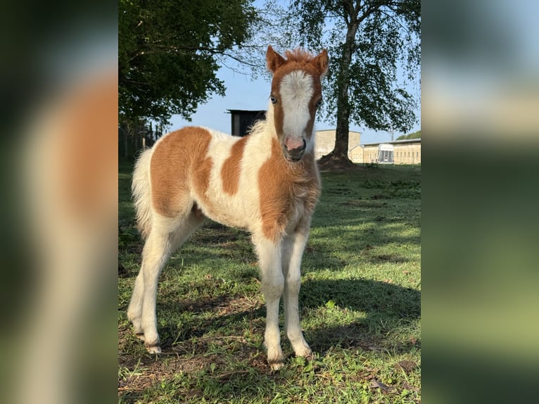 American Miniature Horse Hengst Fohlen (04/2025) 85 cm Tobiano-alle-Farben in Berenbrock