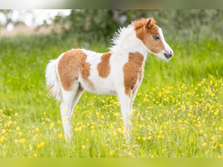 American Miniature Horse Hengst Fohlen (04/2025) 85 cm Tobiano-alle-Farben in Berenbrock