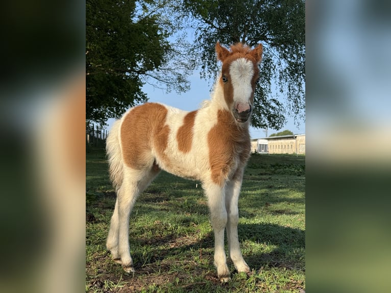 American Miniature Horse Hengst Fohlen (04/2025) 85 cm Tobiano-alle-Farben in Berenbrock