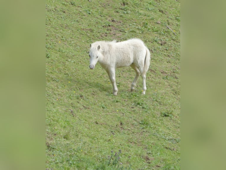 American Miniature Horse Hengst Fohlen (04/2025) 86 cm Cremello in Stein SG