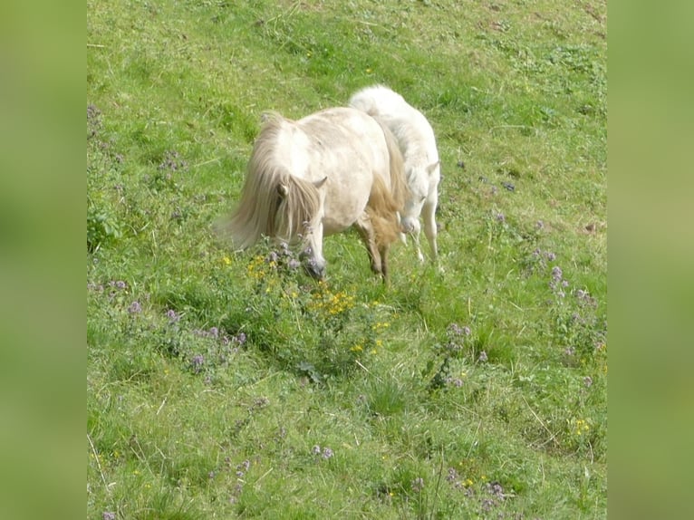 American Miniature Horse Hengst Fohlen (04/2025) 86 cm Cremello in Stein SG