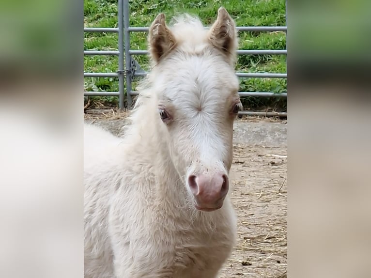 American Miniature Horse Hengst Fohlen (04/2025) 86 cm Cremello in Stein SG