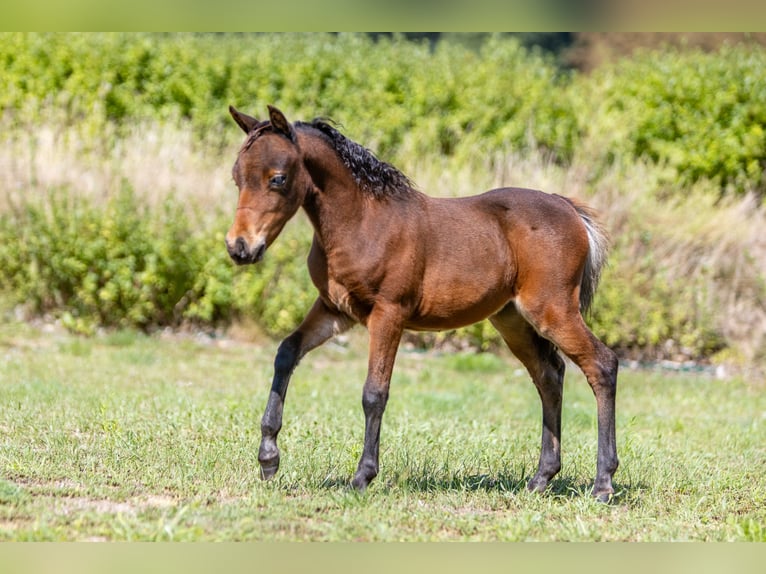 American Miniature Horse Hengst Fohlen (01/2024) Brauner in Sieversdorf-HohenofenDreetz