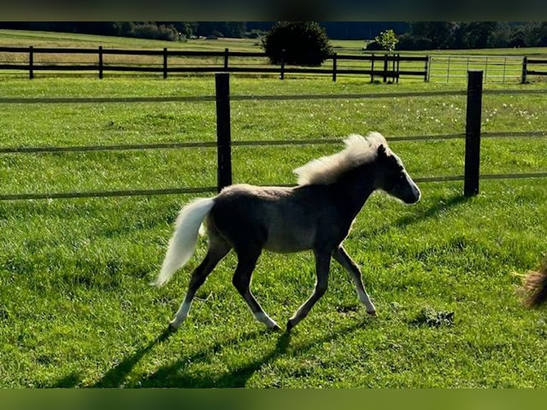 American Miniature Horse Hengst Fohlen (04/2024) Dunkelfuchs in Leinburg