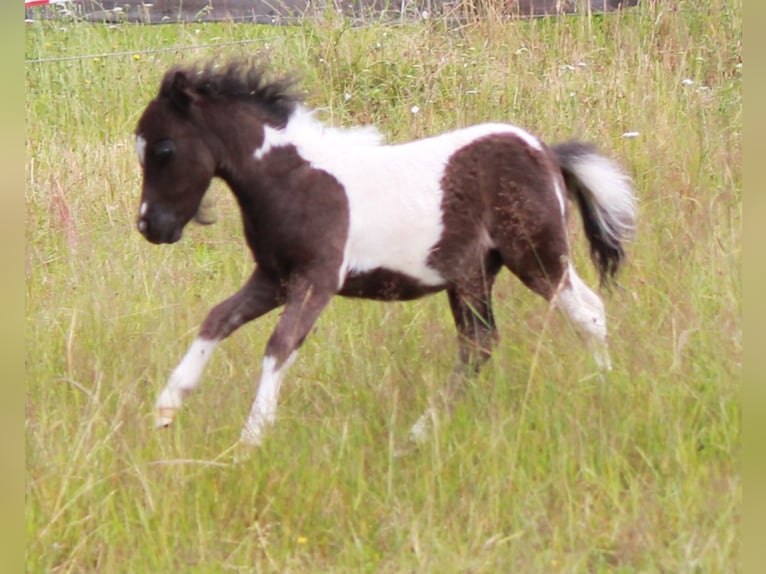 American Miniature Horse Hengst Fohlen (01/2024) in Kleinwallstadt