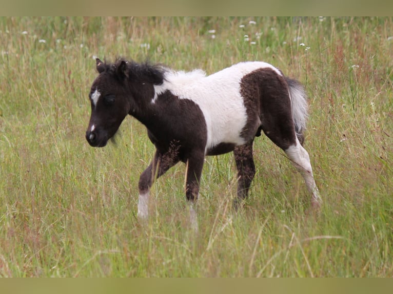 American Miniature Horse Hengst Fohlen (01/2024) in Kleinwallstadt