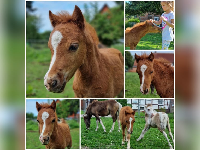 American Miniature Horse Hengst Fohlen (01/2024) in Söhlde