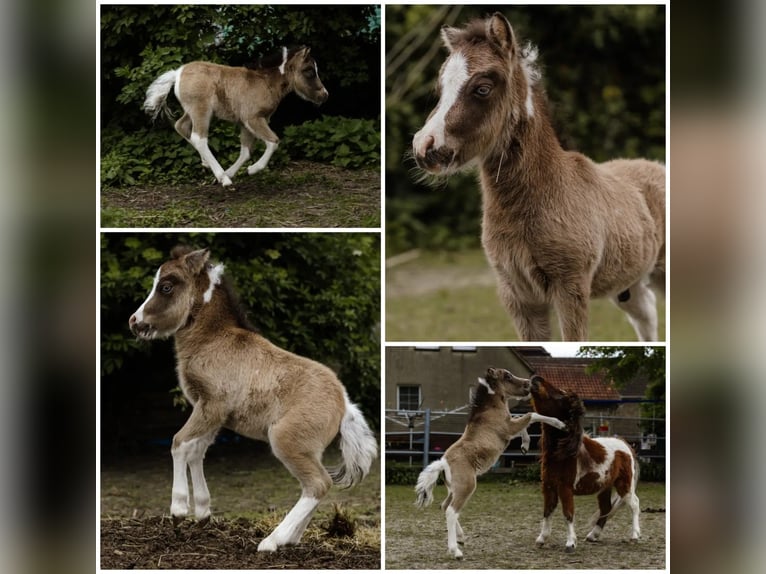 American Miniature Horse Hengst Fohlen (01/2024) in Söhlde