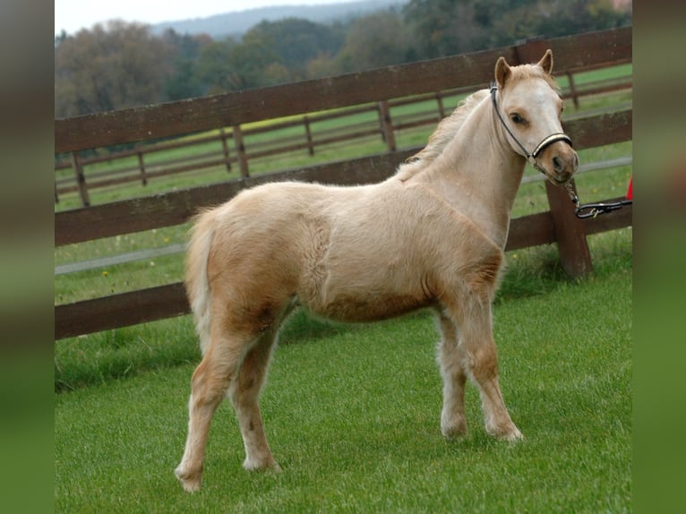 American Miniature Horse Hengst Fohlen (04/2024) Palomino in Leinburg