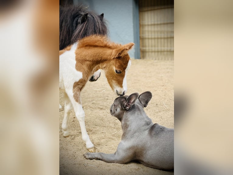 American Miniature Horse Hengst  Tobiano-alle-Farben in Freudenberg