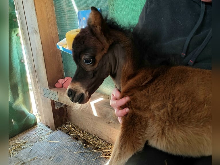 American Miniature Horse Hengst  in Markt Erlbach